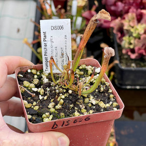 Trumpet Pitcher, Sarracenia 'Wilkerson White Knight x Wilkerson Red #4.' Special Import. -  Dormant plant. 7.5cm plastic container. - Carnivorous Plant