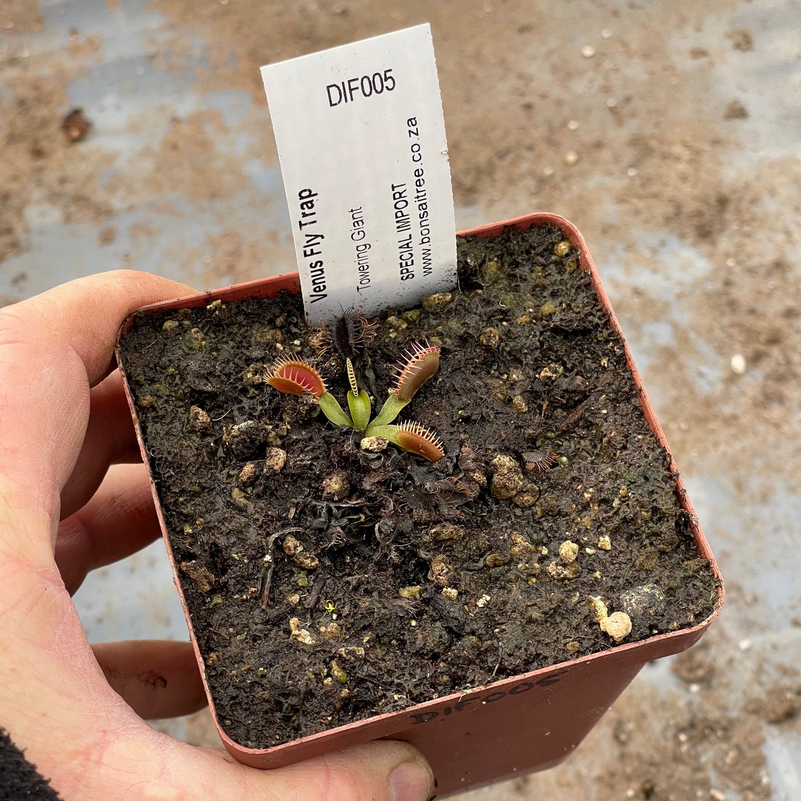 Venus Fly Trap, 'Towering Giant.' Special Import. -   - Carnivorous Plant