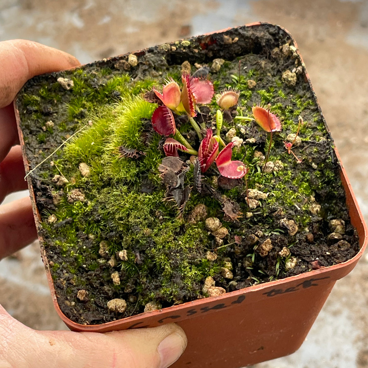 Venus Fly Trap, 'Crossed Teeth.' Special Import. -   - Carnivorous Plant