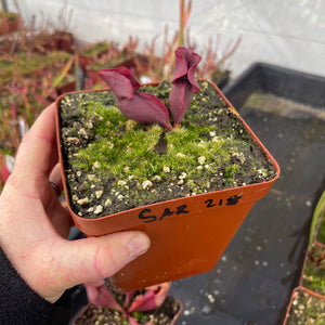 Trumpet Pitcher, Sarracenia “zintile” -  Dormant plant. 12cm plastic container. - Carnivorous Plant