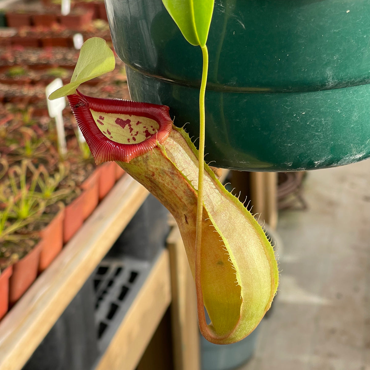 Tropical Pitcher, Nepenthes 'ventricosa x spathulata' by Nepenthes