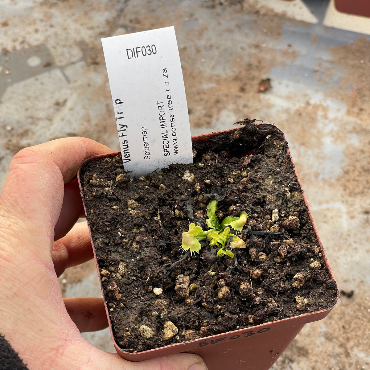 Venus Fly Trap, 'Spiderman.' Special Import. by Venus Fly Trap