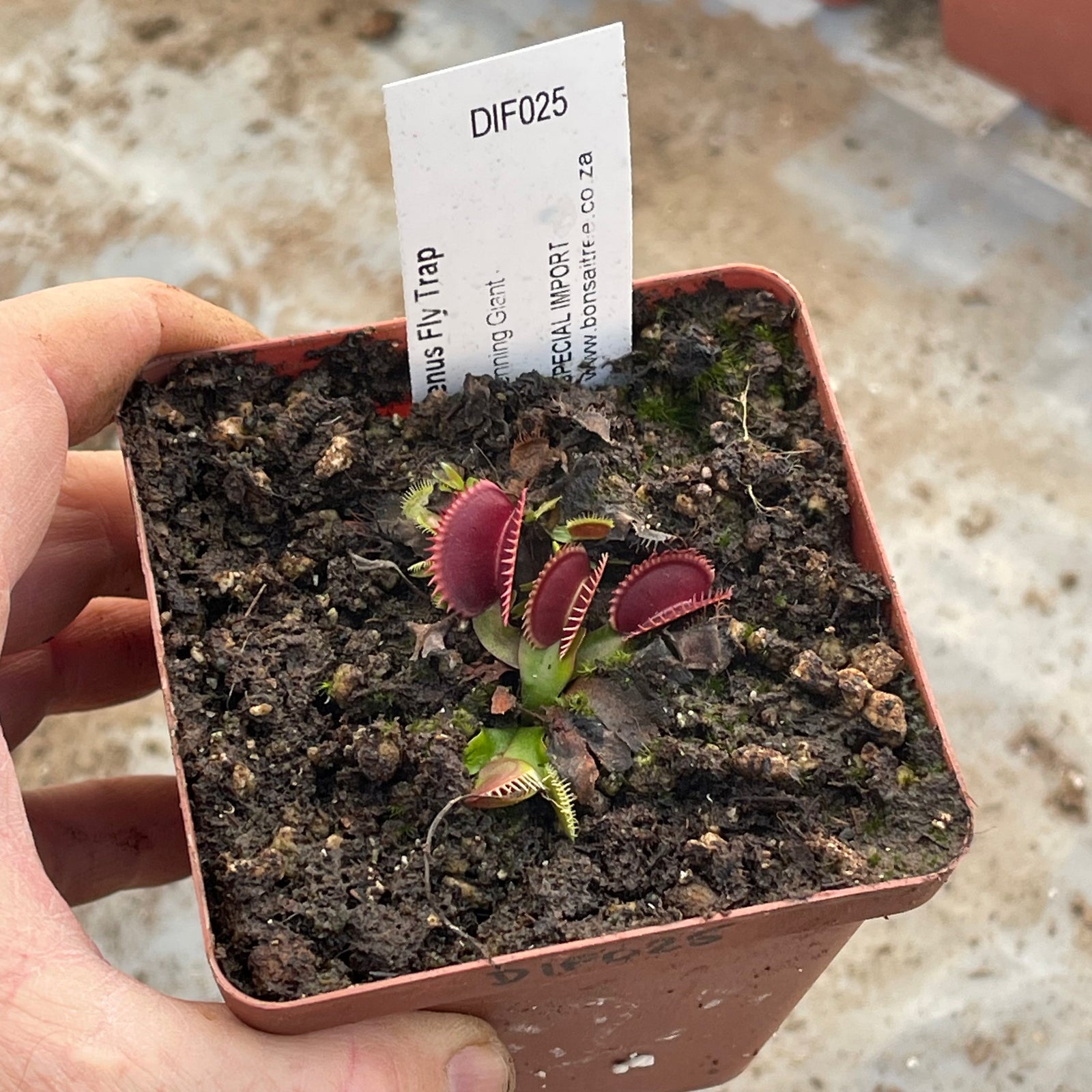 Venus Fly Trap, 'Henning Giant.' Special Import. -   - Carnivorous Plant