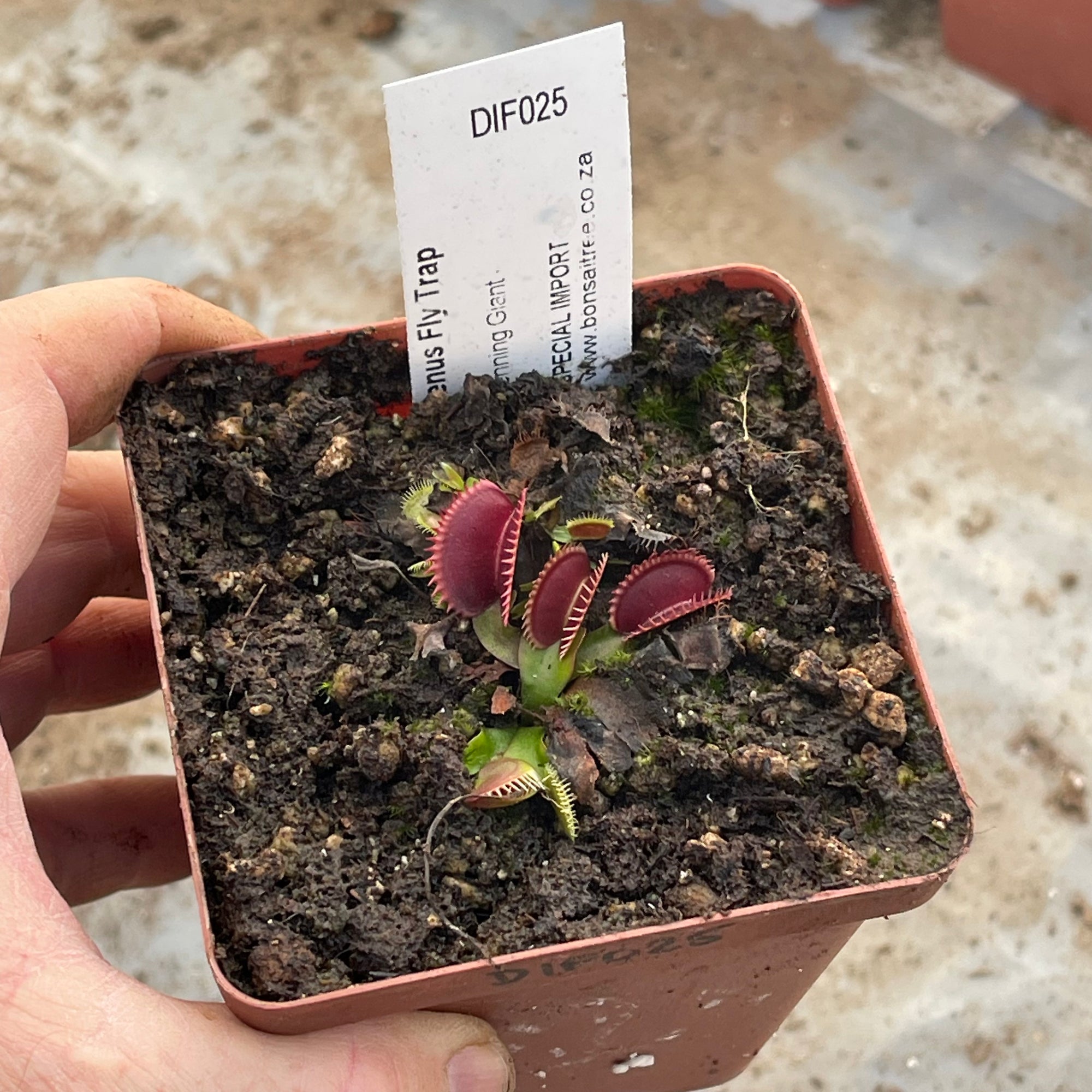 Venus Fly Trap, 'Henning Giant.' Special Import. -   - Carnivorous Plant