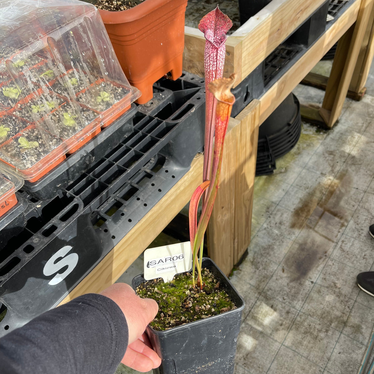 Trumpet Pitcher, Sarracenia “Cikizwa” -   - Carnivorous Plant