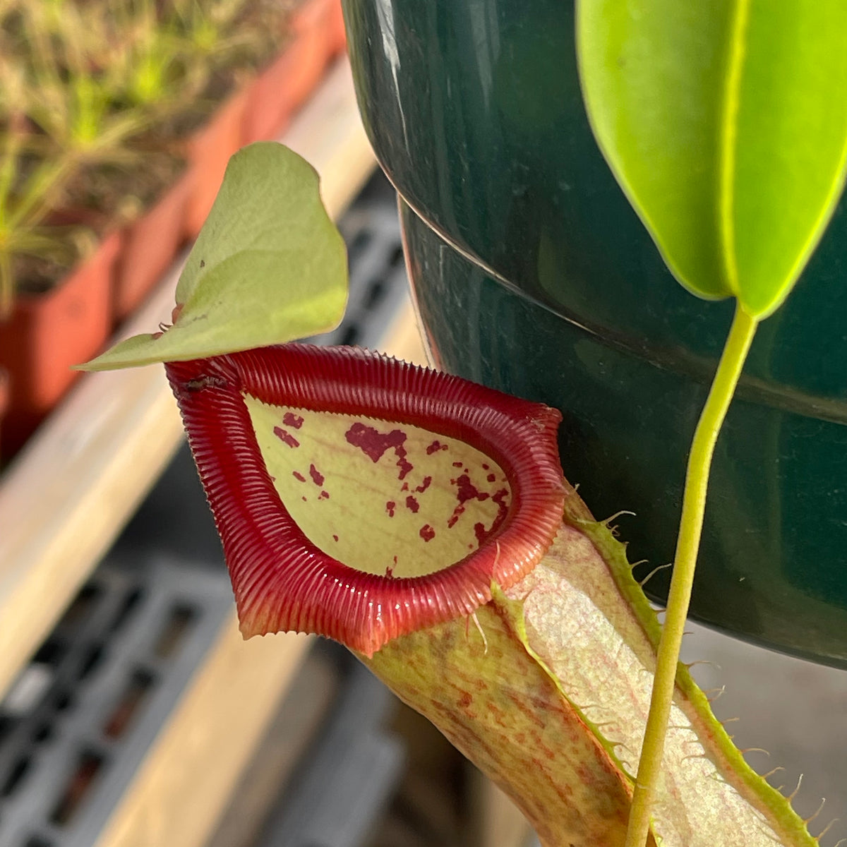 Tropical Pitcher, Nepenthes 'ventricosa x spathulata' by Nepenthes