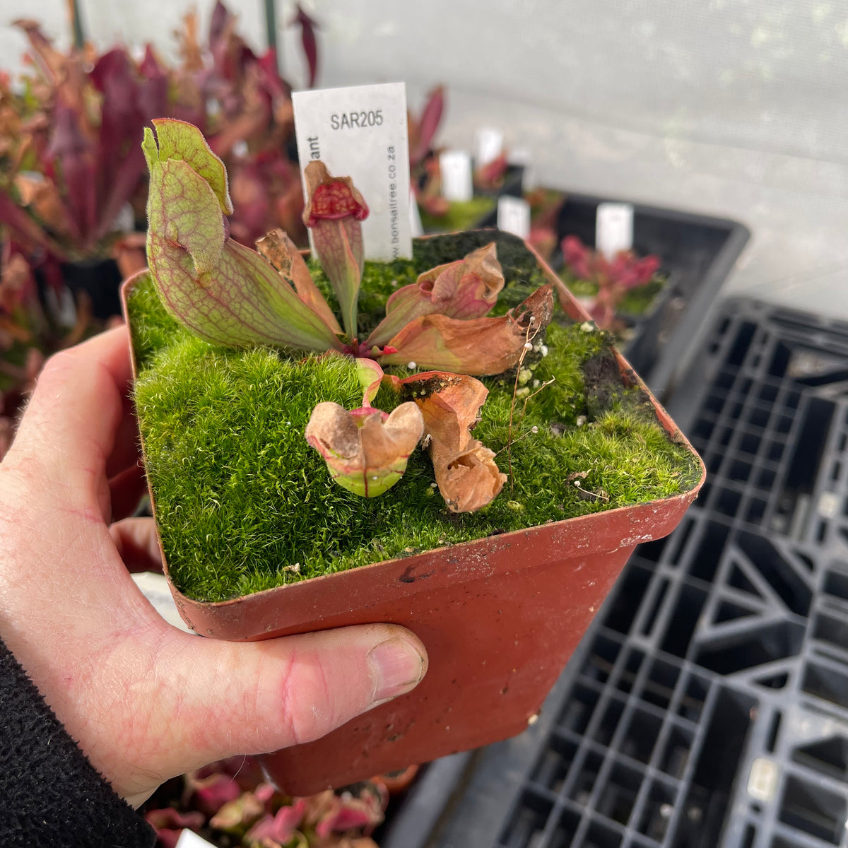 Trumpet Pitcher, Sarracenia 'Cheruwa' -   - Carnivorous Plant