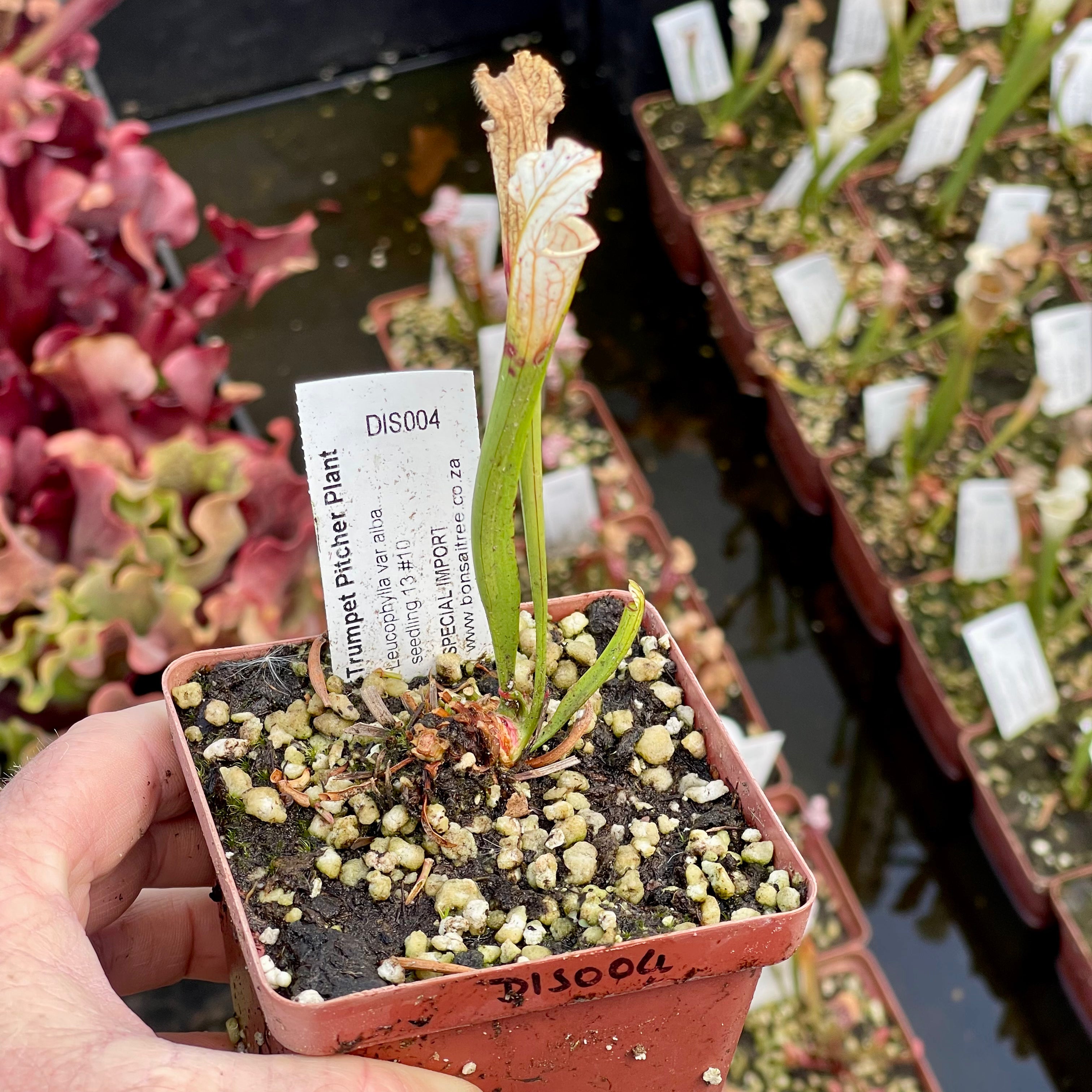 Trumpet Pitcher, Sarracenia 'Leucophylla var.alba seedling 13 #10.' Special Import. by Sarracenia