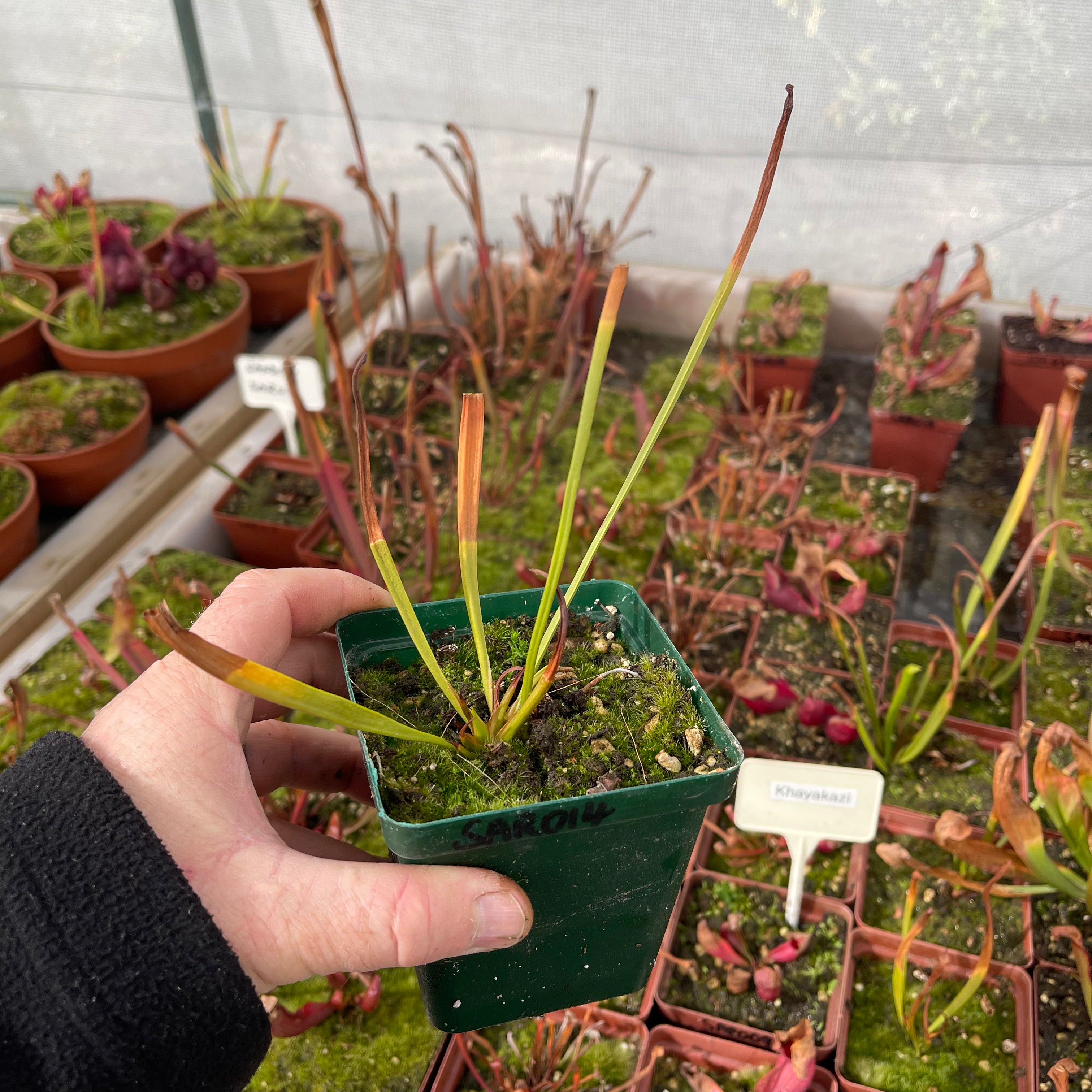 Trumpet Pitcher, Sarracenia 'Phumesa' by Sarracenia