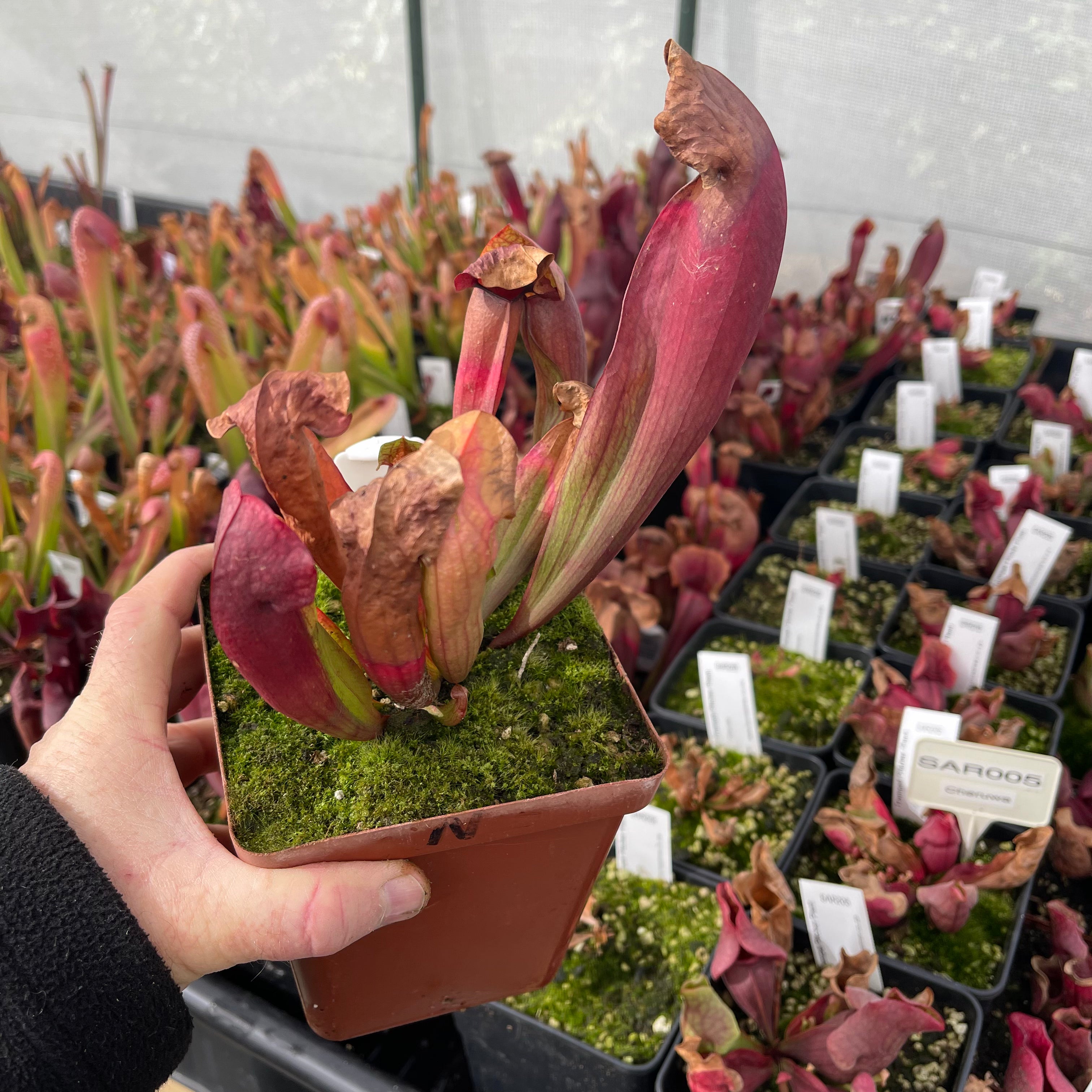 Trumpet Pitcher, Sarracenia 'Ntombi' by Sarracenia