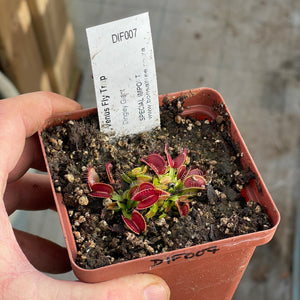 Venus Fly Trap, 'Dingley Giant.' Special Import. -   - Carnivorous Plant