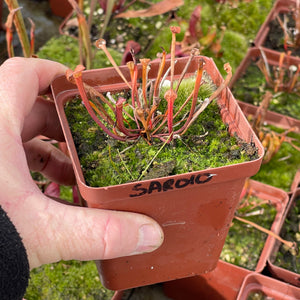 Trumpet Pitcher, Sarracenia 'Limile' -  Dormant plant. 7.5cm plastic container. - Carnivorous Plant