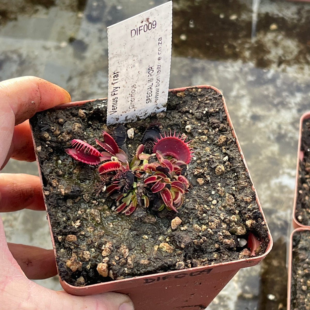 Venus Fly Trap, 'Ginormous.' Special Import. -   - Carnivorous Plant