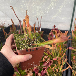 Trumpet Pitcher, Sarracenia 'Maka' -  Dormant plant. 12cm plastic container. - Carnivorous Plant