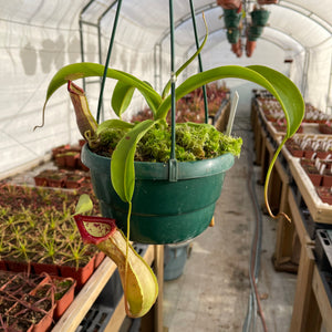 Tropical Pitcher, Nepenthes ventricosa x spathulata -  Older plant in 21cm hanging basket - Carnivorous Plant