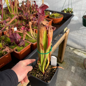 Trumpet Pitcher, Sarracenia 'minor var. minor (USBOT).' -  Dormant plant. 7.5cm plastic container. - Carnivorous Plant