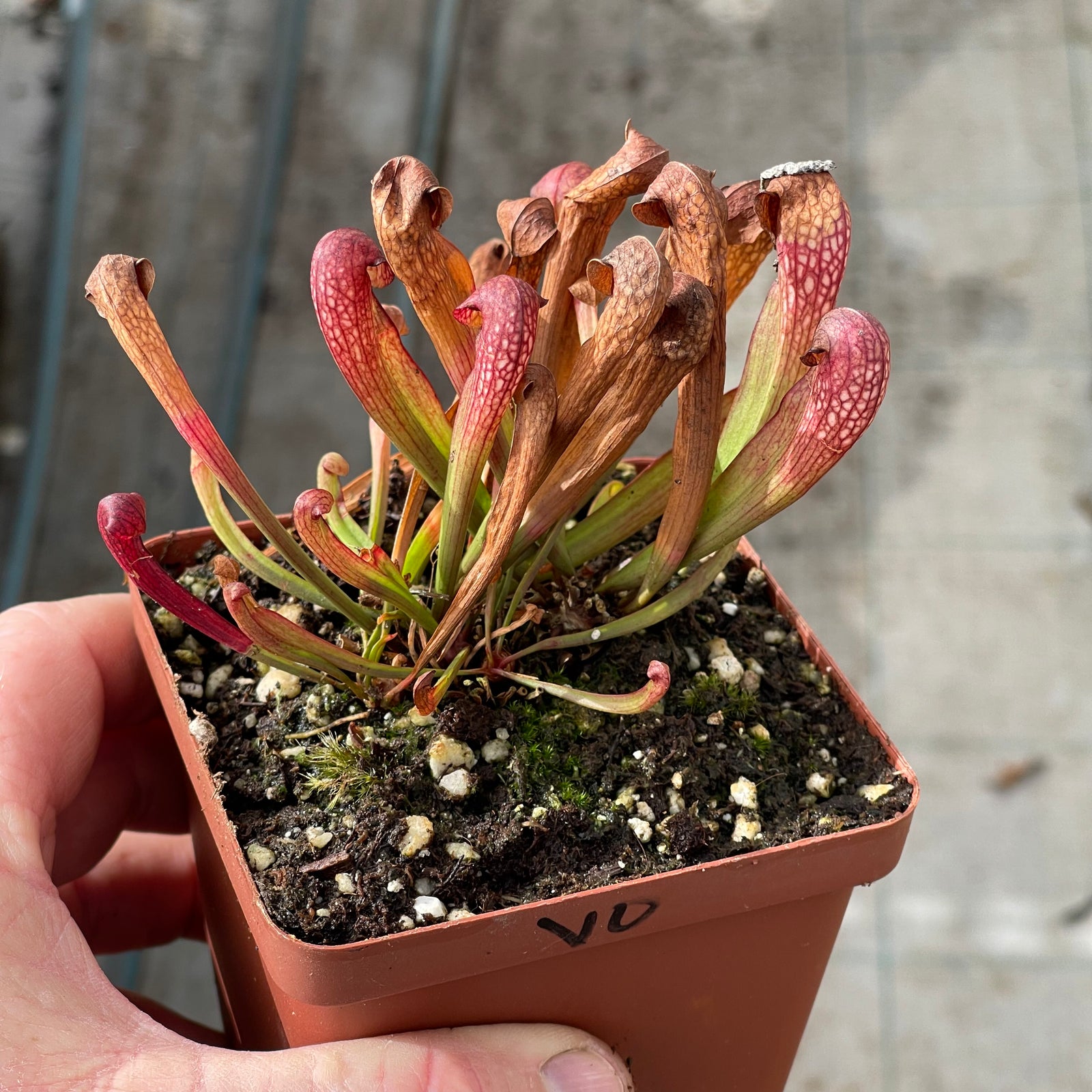 Trumpet Pitcher, Sarracenia “voldemort” by Sarracenia
