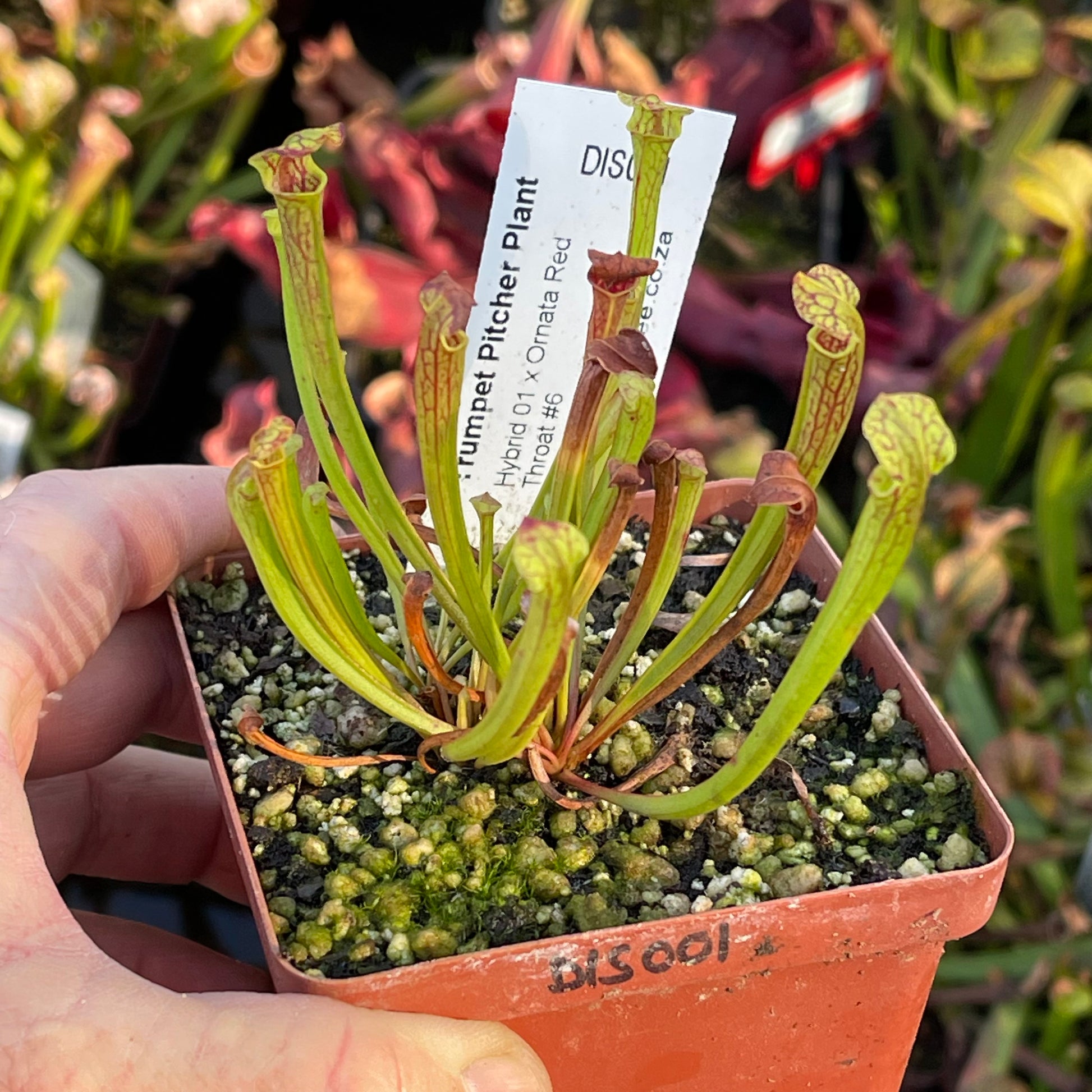 Trumpet Pitcher, Sarracenia 'Hybrid 01 x Ornata Red Throat #6.' Special Import. by Sarracenia