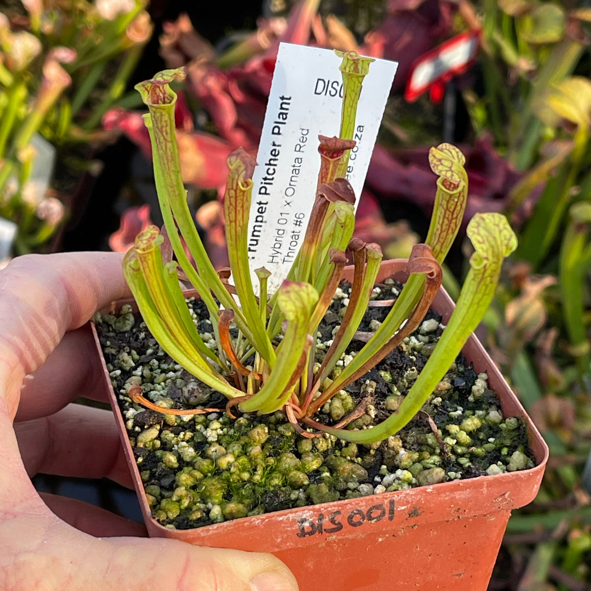 Trumpet Pitcher, Sarracenia 'Hybrid 01 x Ornata Red Throat #6.' Special Import. -   - Carnivorous Plant