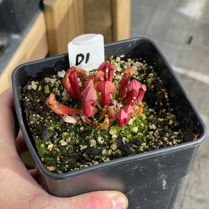 Trumpet Pitcher, Sarracenia “Dibuseng” -  Dormant plant. 12cm plastic container. - Carnivorous Plant