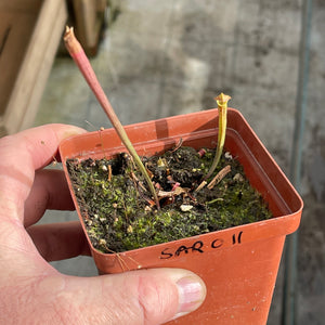 Trumpet Pitcher, Sarracenia 'Nandipha' -  Dormant plant. 7.5cm plastic container. - Carnivorous Plant