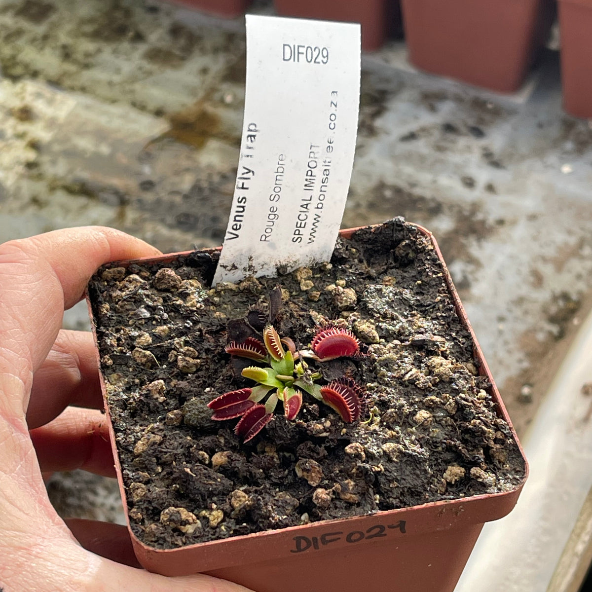 Venus Fly Trap, 'Rouge Sombre.' Special Import. -   - Carnivorous Plant