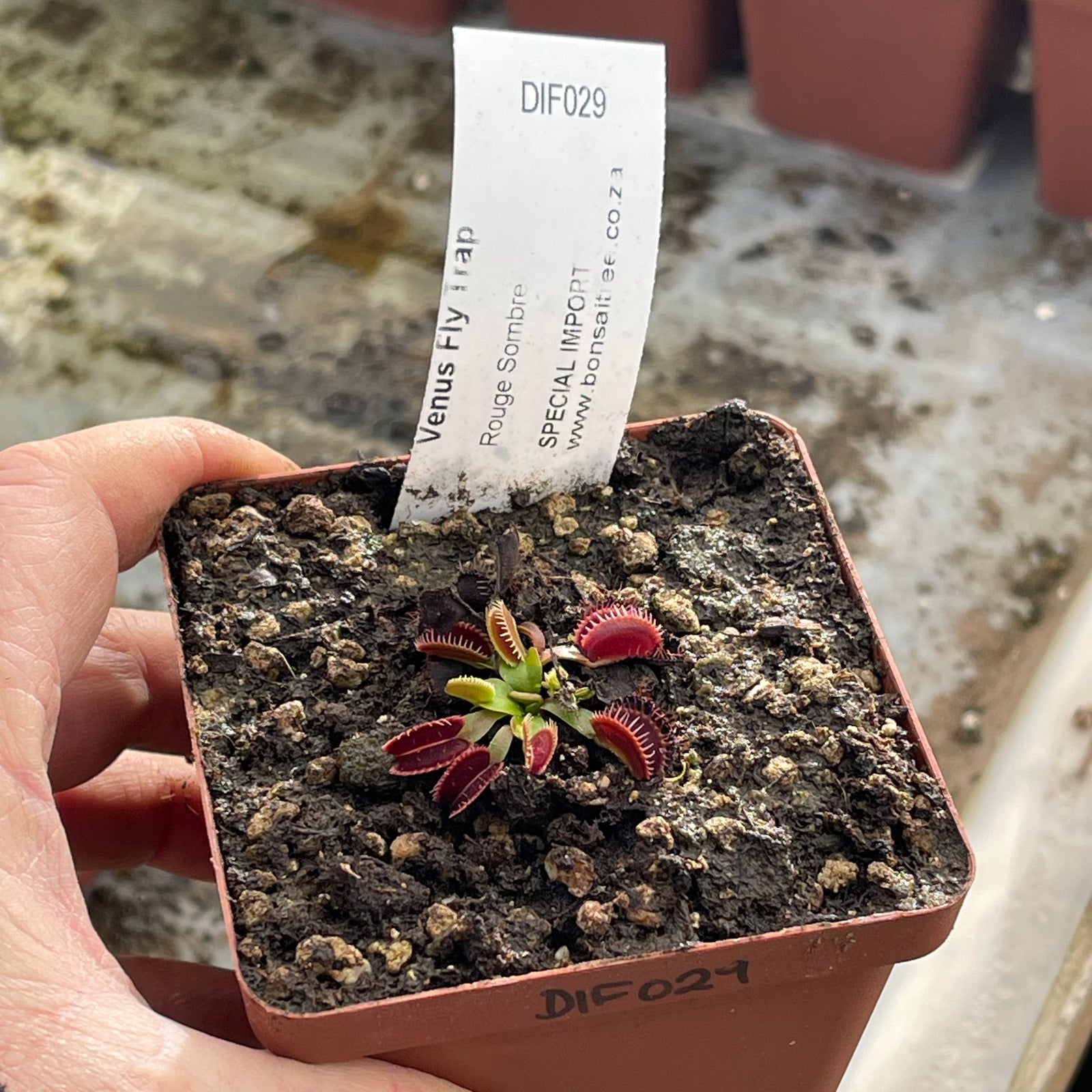 Venus Fly Trap, 'Rouge Sombre.' Special Import. -   - Carnivorous Plant