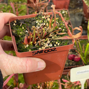 Trumpet Pitcher, Sarracenia 'Andile' -  Dormant plant. 7.5cm plastic container. - Carnivorous Plant