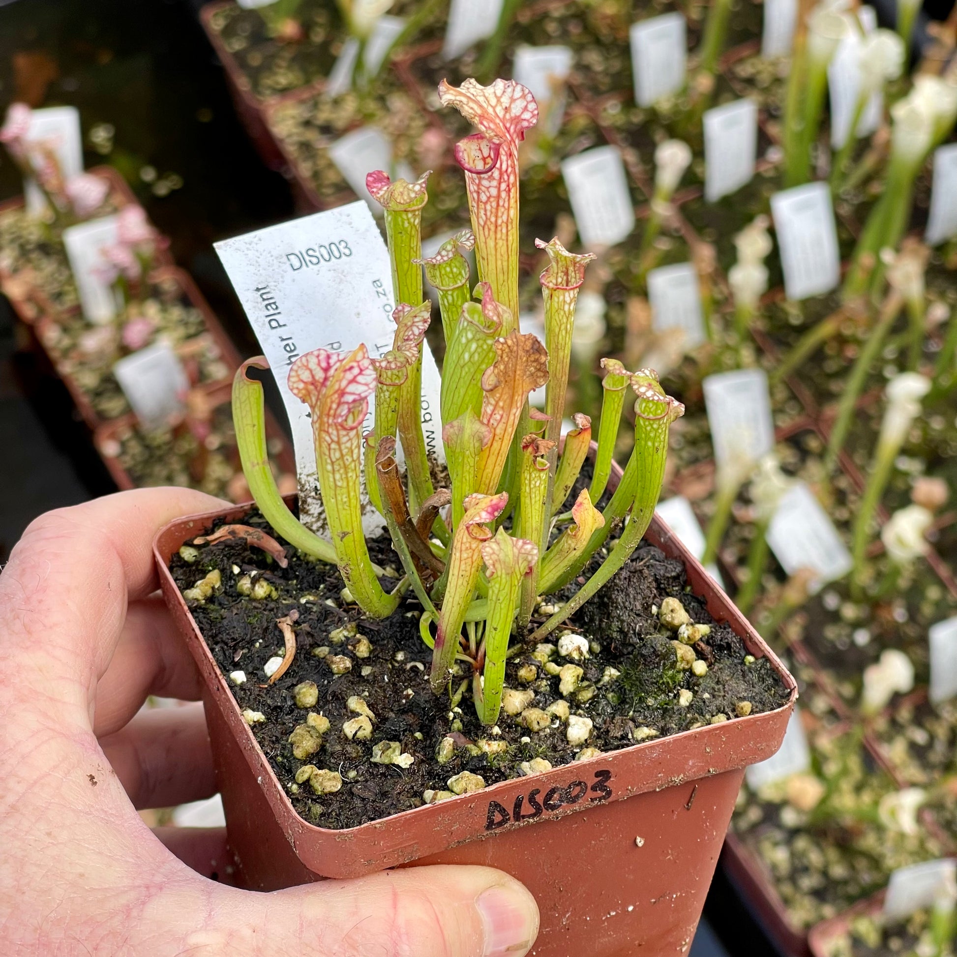 Trumpet Pitcher, Sarracenia 'Sl61 Cedric x Leucophylla hybrid HA20A #1.' Special Import. by Sarracenia