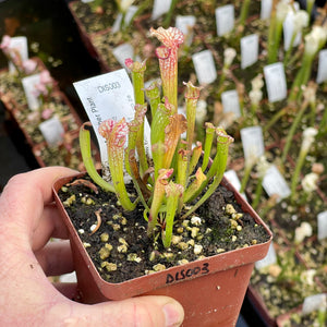 Trumpet Pitcher, Sarracenia 'Sl61 Cedric x Leucophylla hybrid HA20A #1.' Special Import. -  Dormant plant. 7.5cm plastic container. - Carnivorous Plant