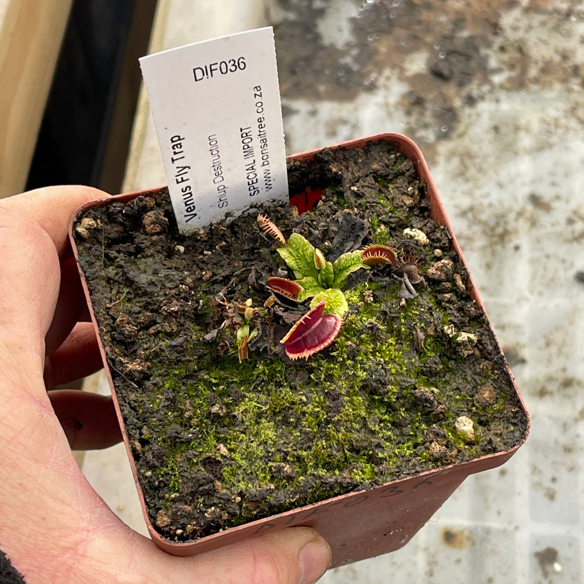 Venus Fly Trap, 'Shup Destruction.' Special Import. -   - Carnivorous Plant