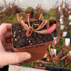 Trumpet Pitcher, Sarracenia 'Trumpet' -  Dormant plant. 7.5cm plastic container. - Carnivorous Plant