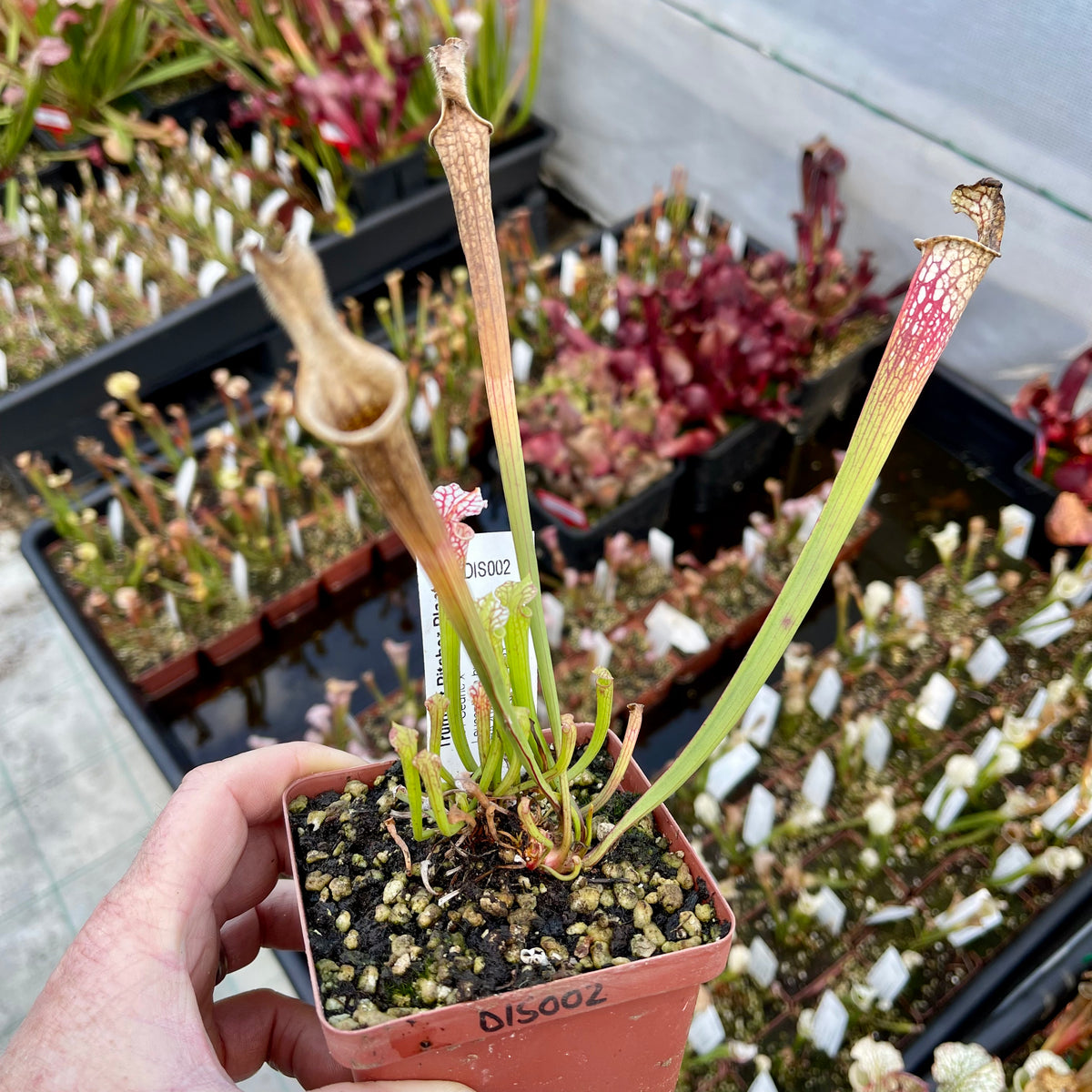 Trumpet Pitcher, Sarracenia 'Sl61 Cedric x Leucophylla hybrid HA20A #9.' Special Import. -   - Carnivorous Plant