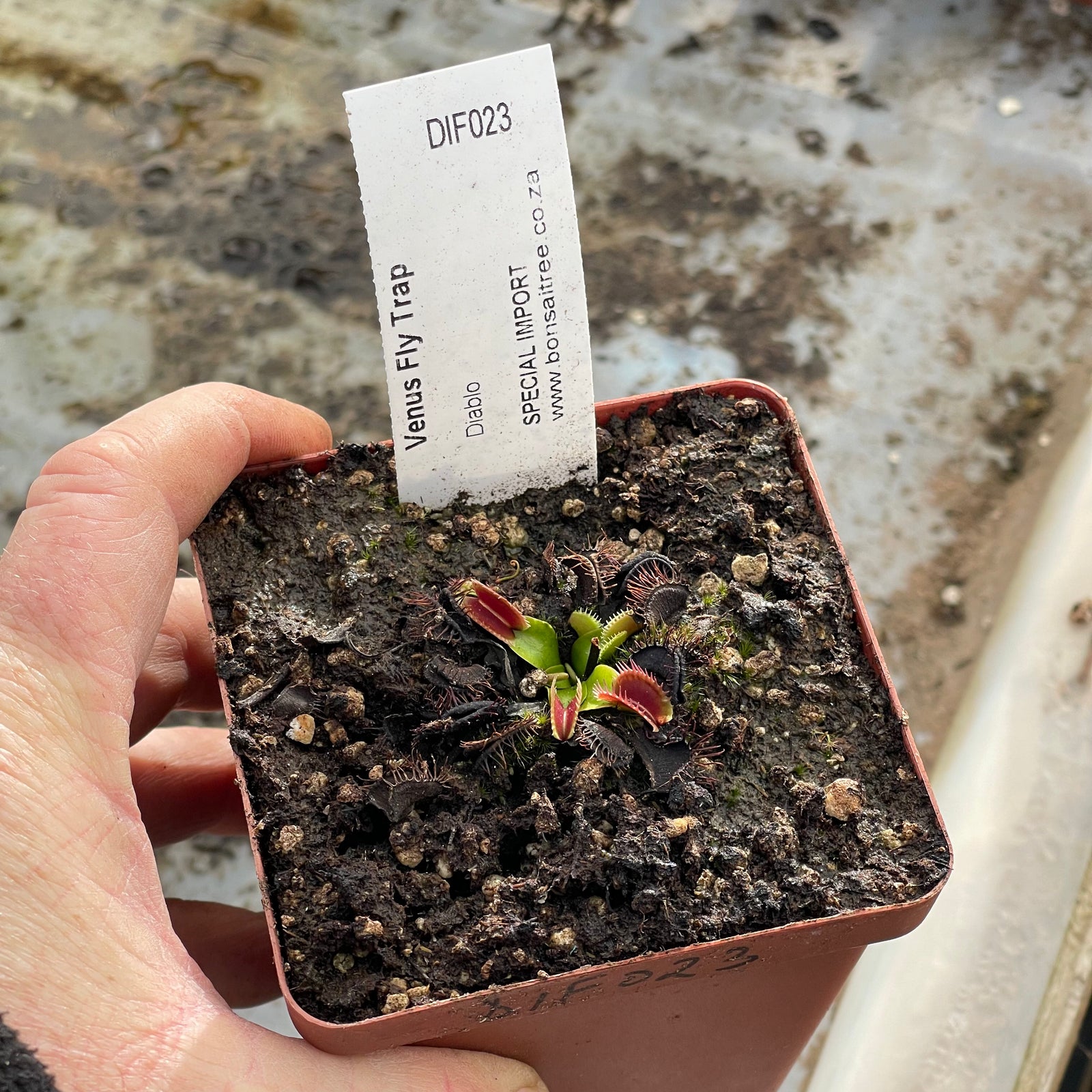 Venus Fly Trap, 'Diablo.' Special Import. -   - Carnivorous Plant