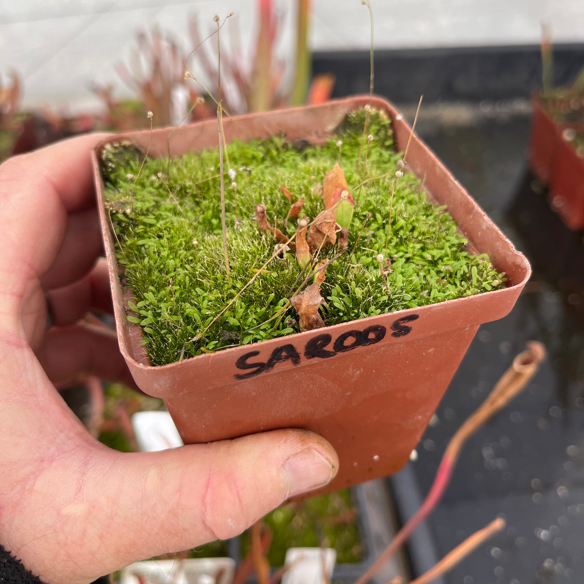 Trumpet Pitcher, Sarracenia 'Cheruwa' -   - Carnivorous Plant