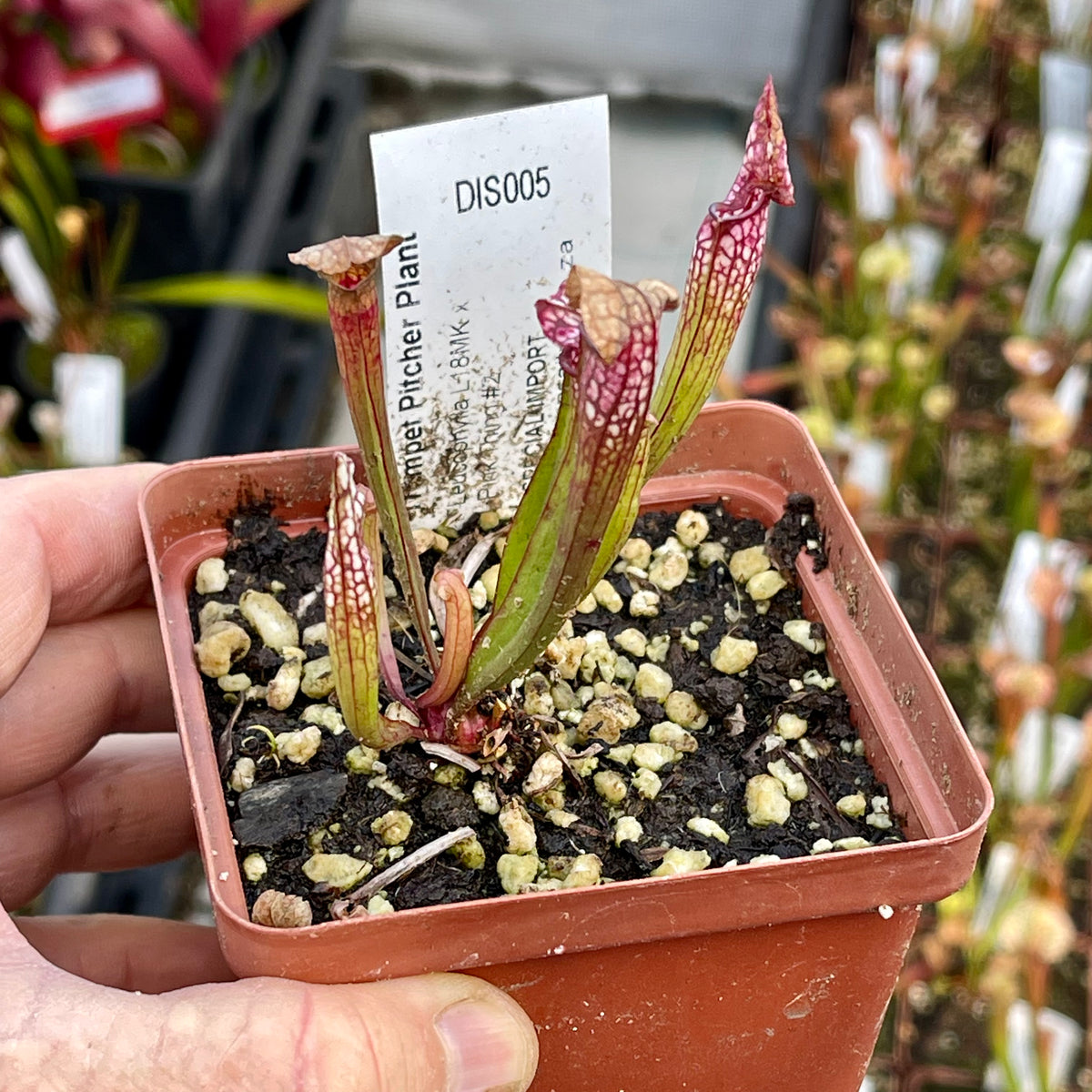 Trumpet Pitcher,, Sarracenia 'Leucophylla L18MK x Pink Thing #2.' Special Import. -   - Carnivorous Plant