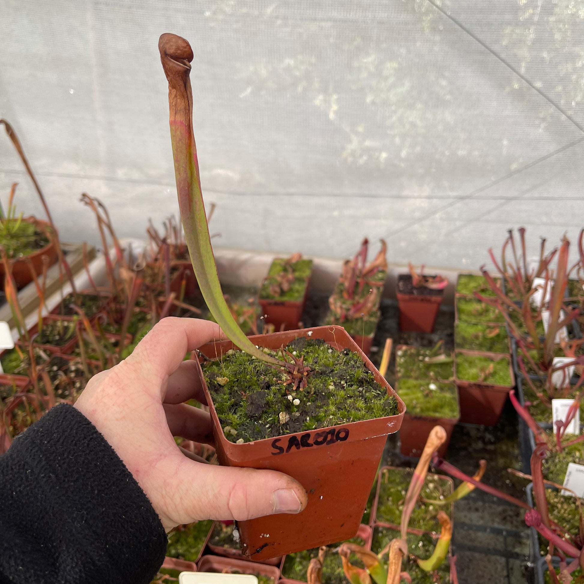 Trumpet Pitcher, Sarracenia 'Maka' by Sarracenia