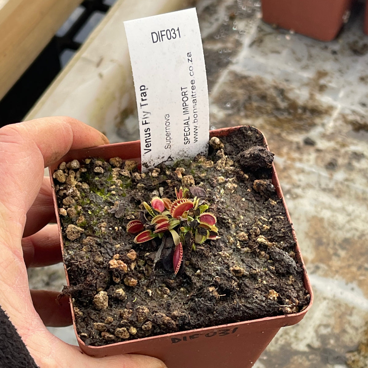 Venus Fly Trap, 'Supernova.' Special Import. -   - Carnivorous Plant