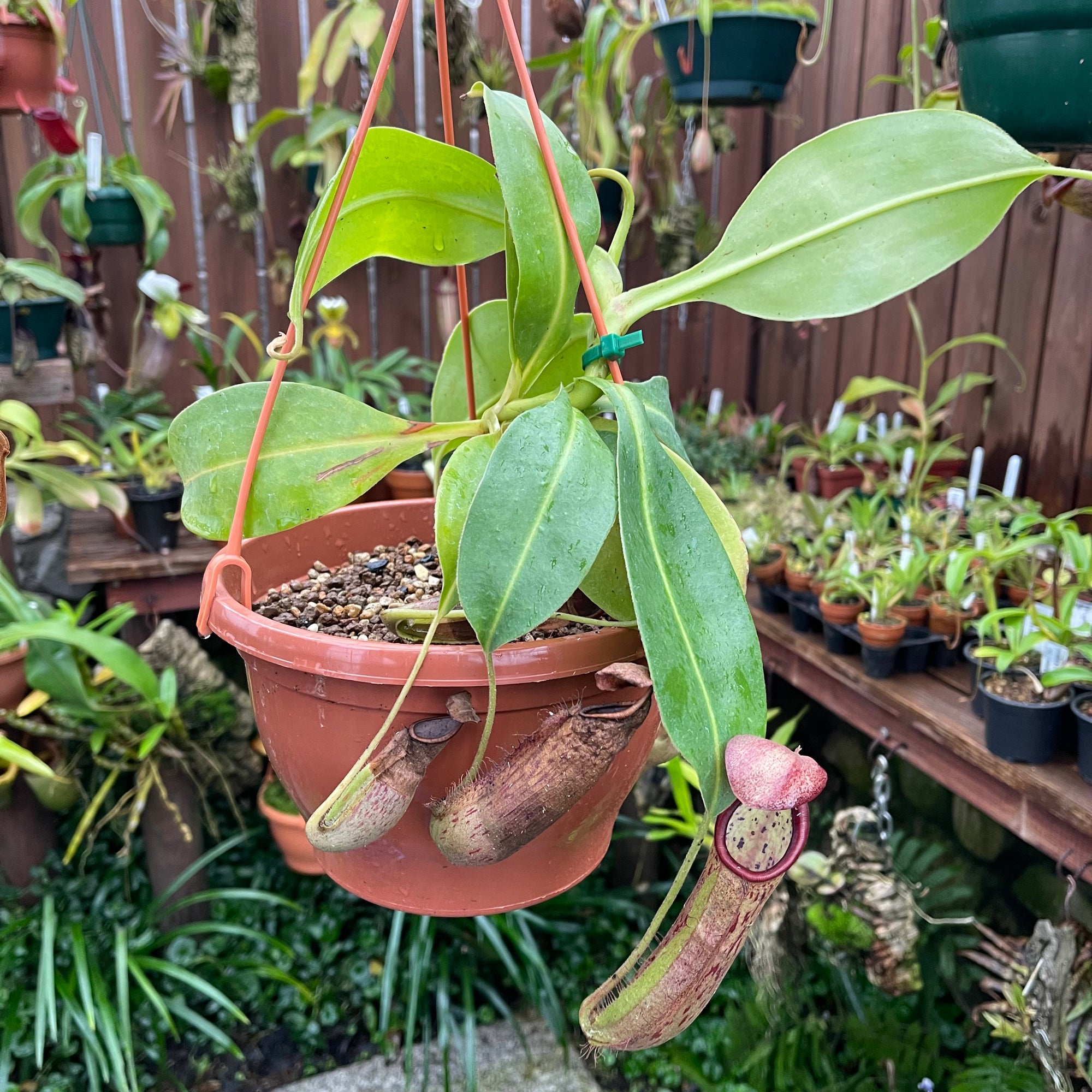 Tropical Pitcher, Nepenthes 'glandulifera x boschiana' -   - Carnivorous Plant