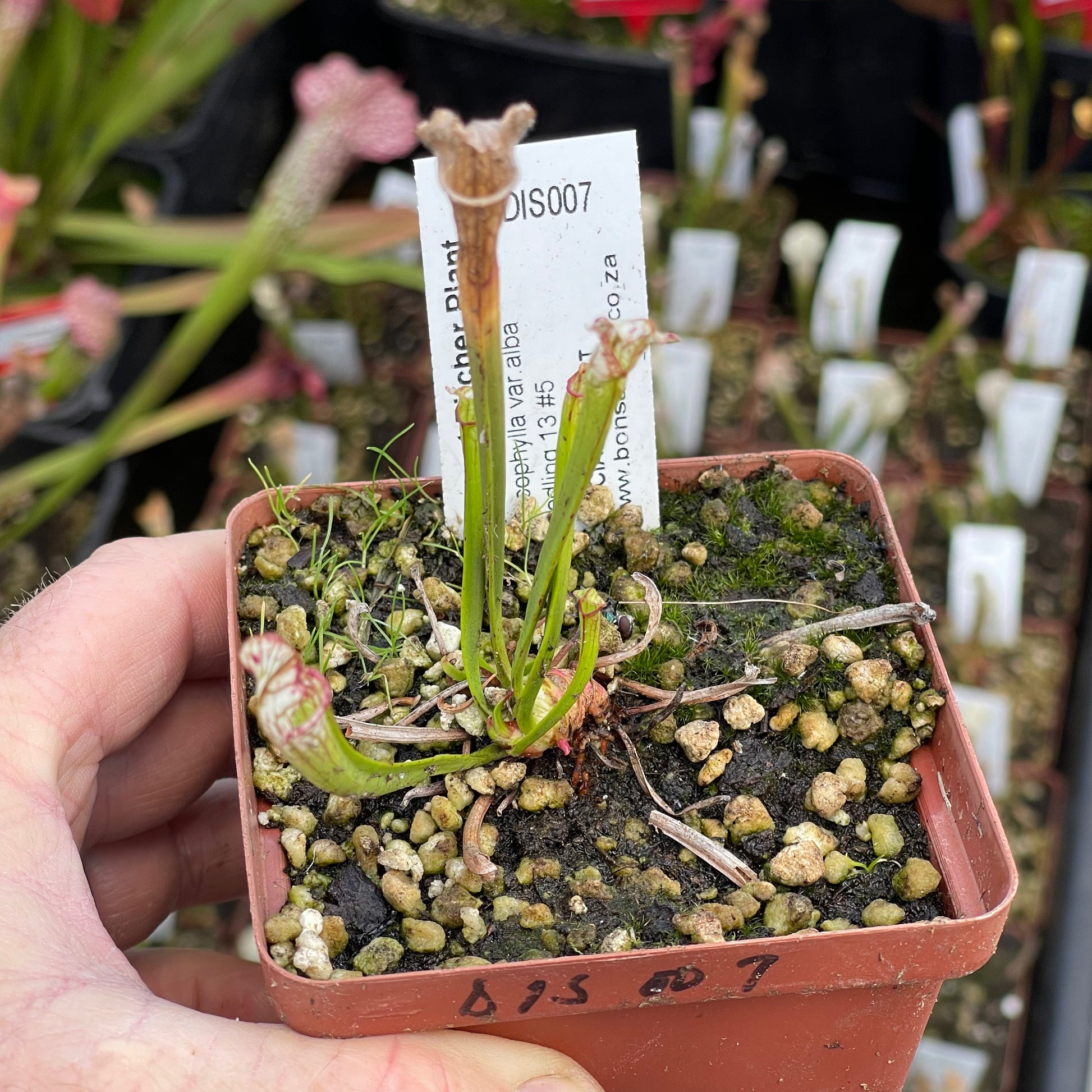Trumpet Pitcher, Sarracenia 'Leucophylla var.alba seedling 13 #5.' Special Import. by Sarracenia