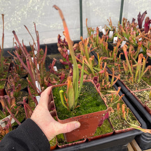 Trumpet Pitcher, Sarracenia 'Nandipha' -  Dormant plant. 12cm plastic container. - Carnivorous Plant