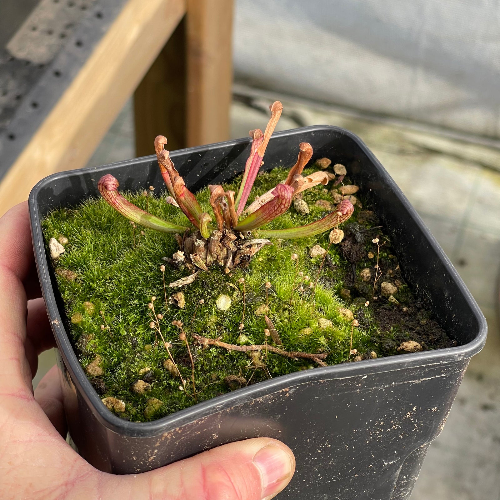 Trumpet Pitcher, Sarracenia “voldemort” by Sarracenia