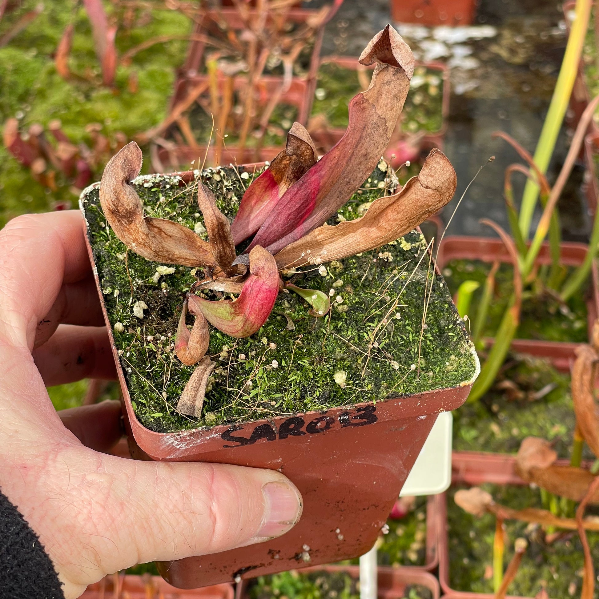 Trumpet Pitcher, Sarracenia 'Ntombi' by Sarracenia
