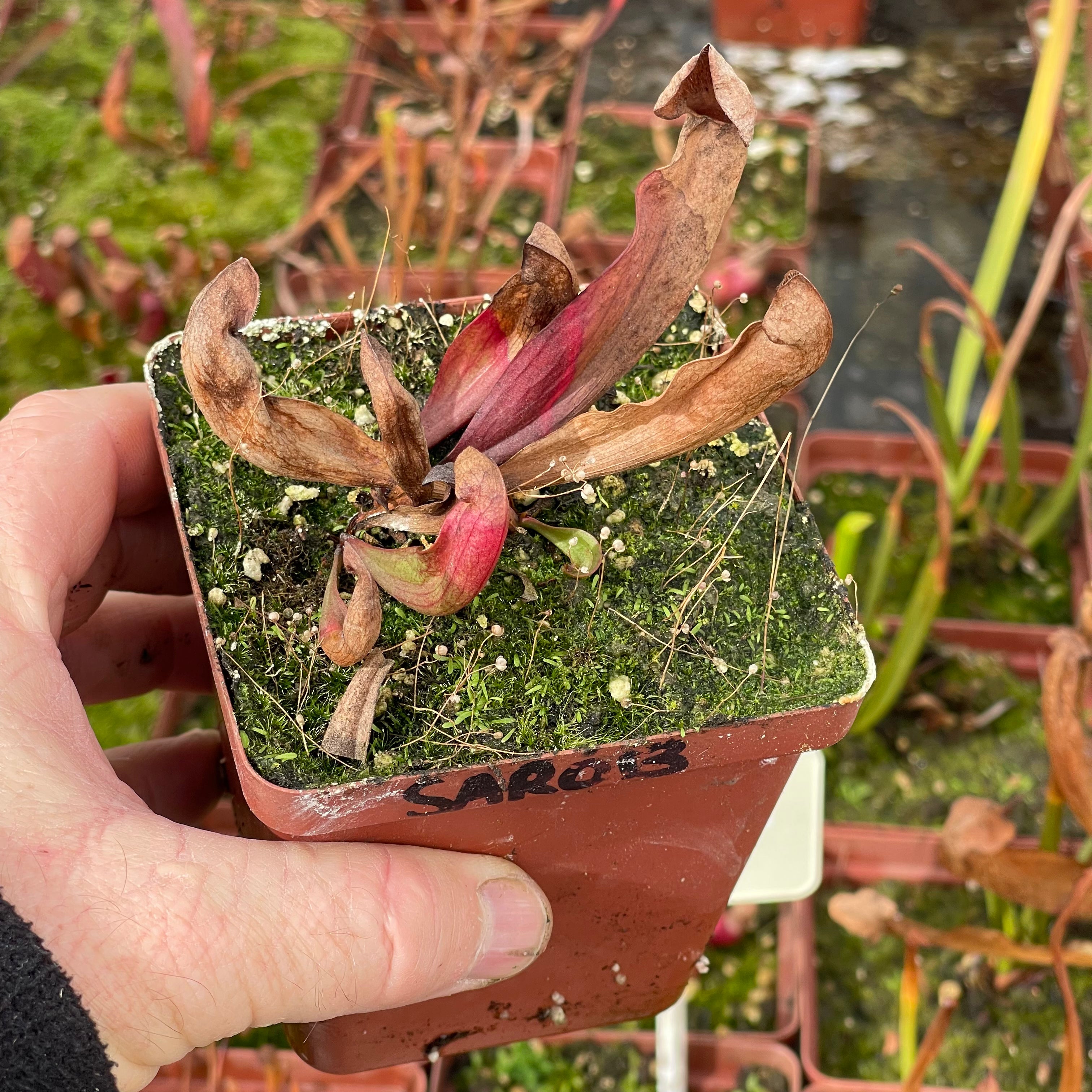 Trumpet Pitcher, Sarracenia 'Ntombi' by Sarracenia