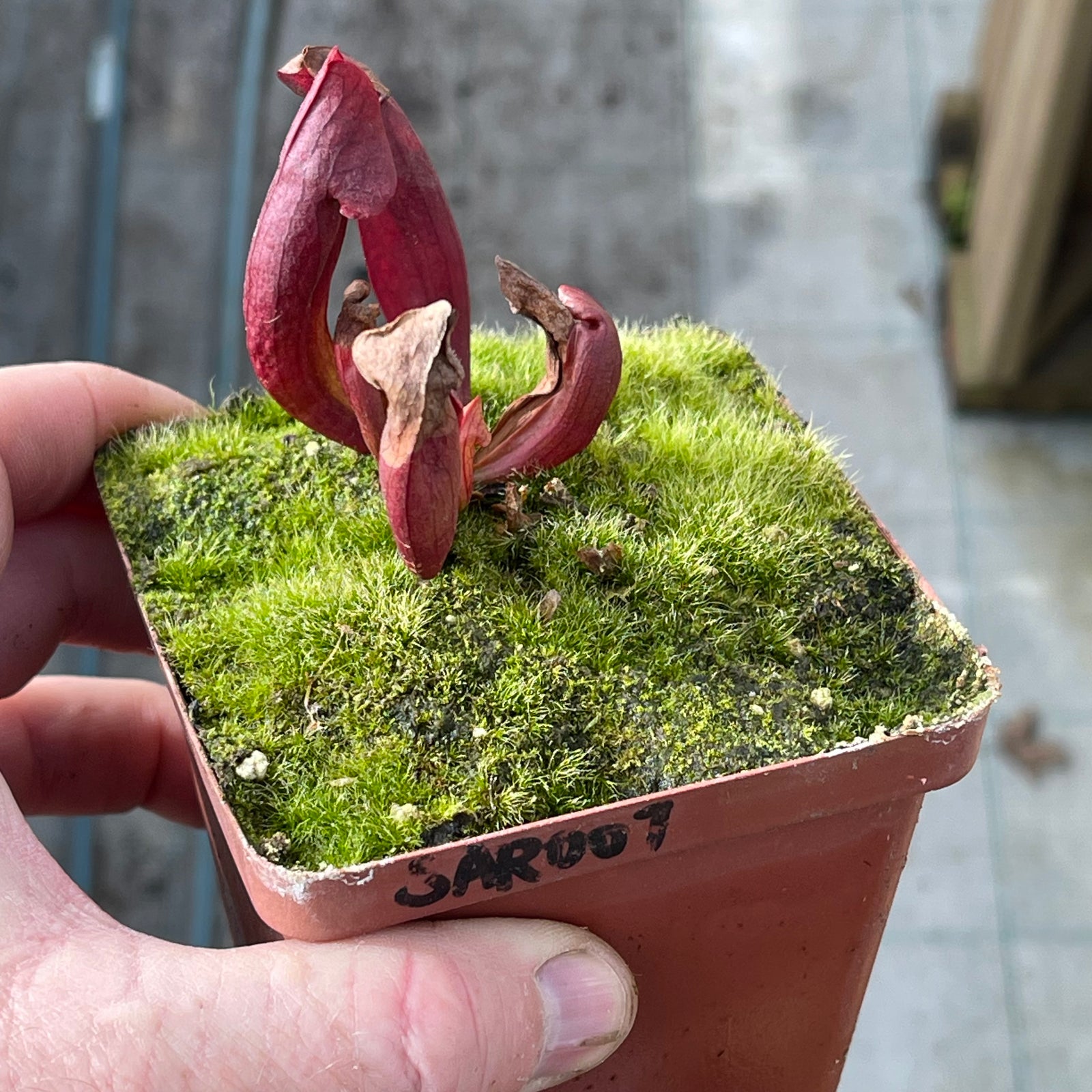 Trumpet Pitcher, Sarracenia “Dibuseng” -   - Carnivorous Plant