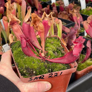 Trumpet Pitcher, Sarracenia “Amahle” -  Dormant plant. 12cm plastic container. - Carnivorous Plant