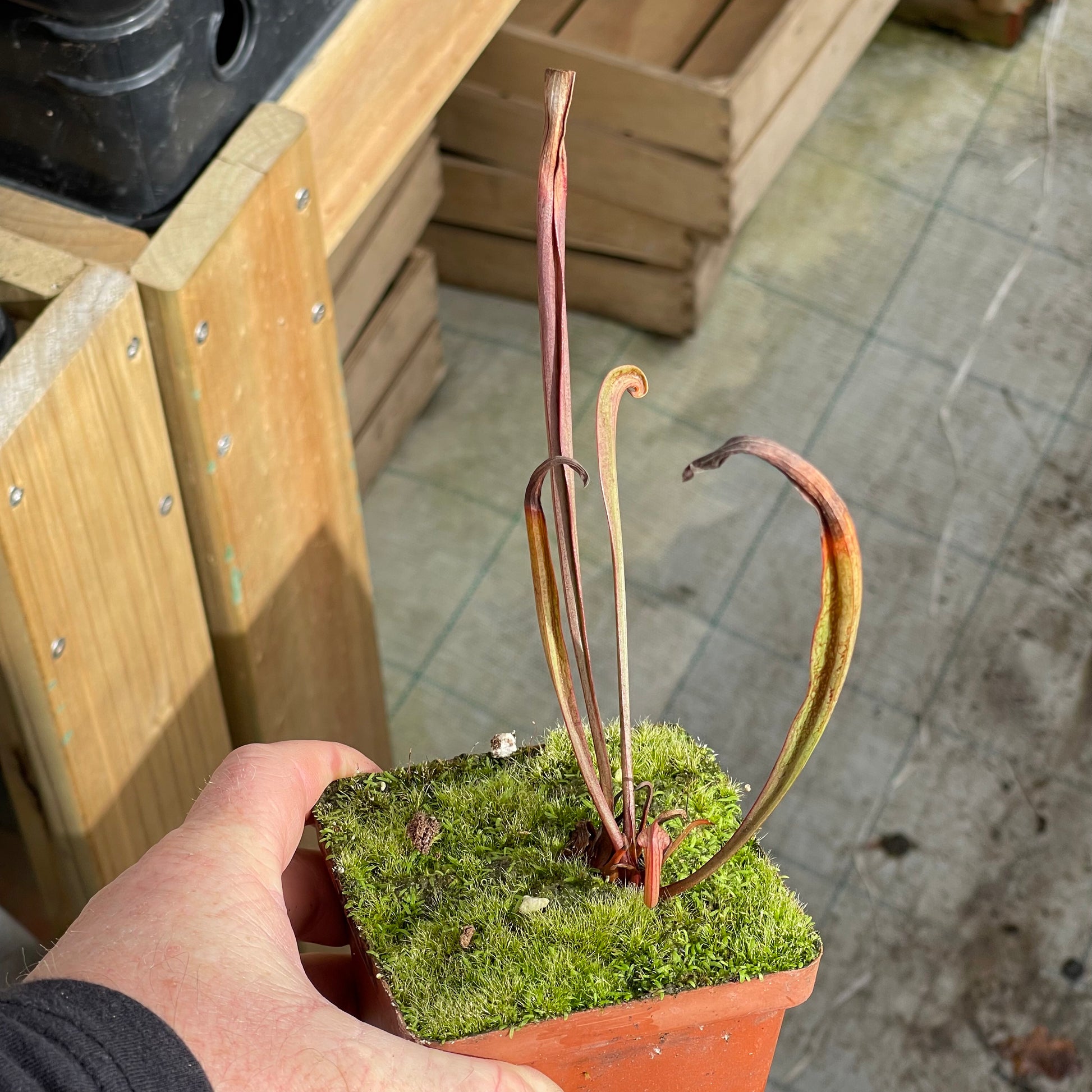 Trumpet Pitcher, Sarracenia “Cikizwa” by Sarracenia