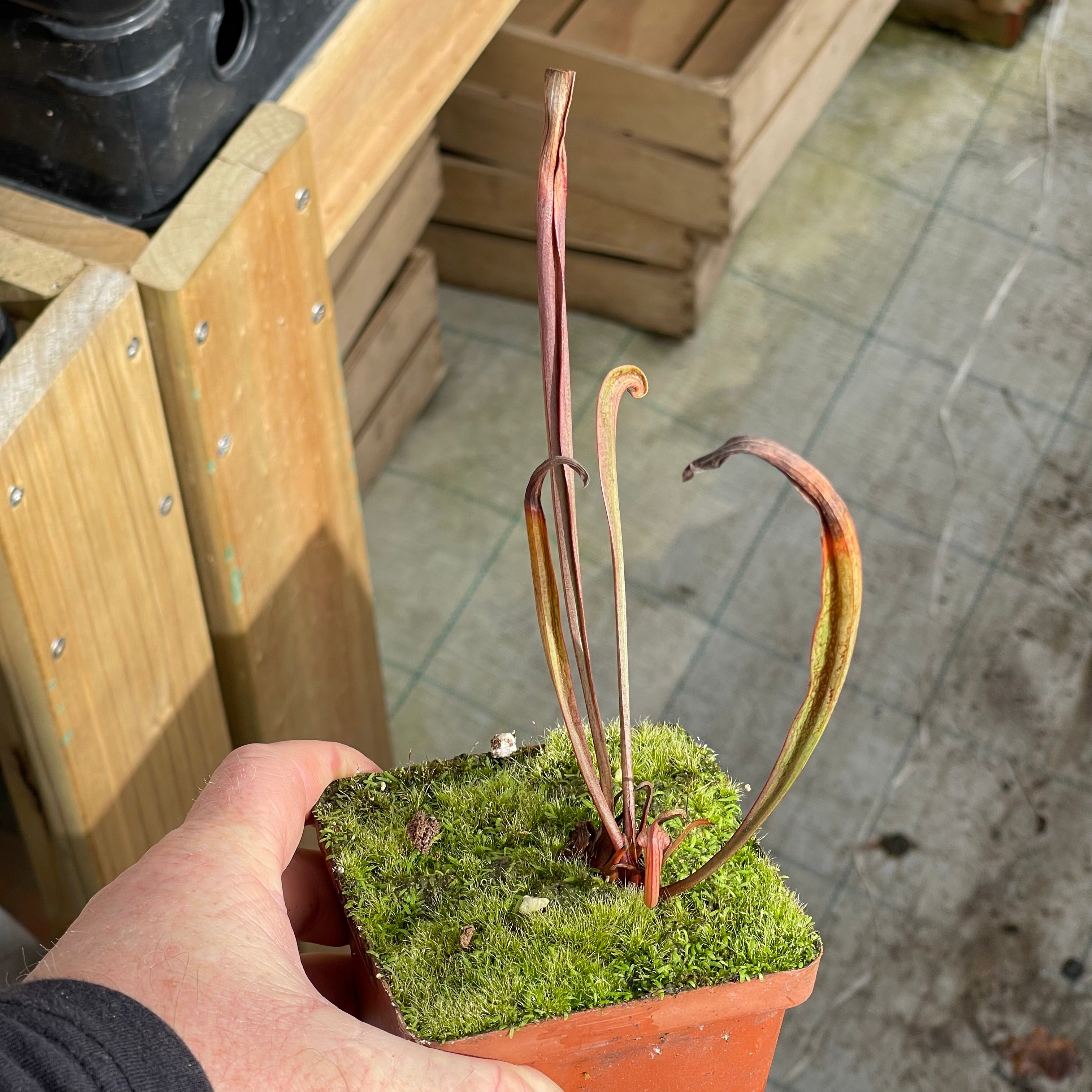 Trumpet Pitcher, Sarracenia “Cikizwa” by Sarracenia