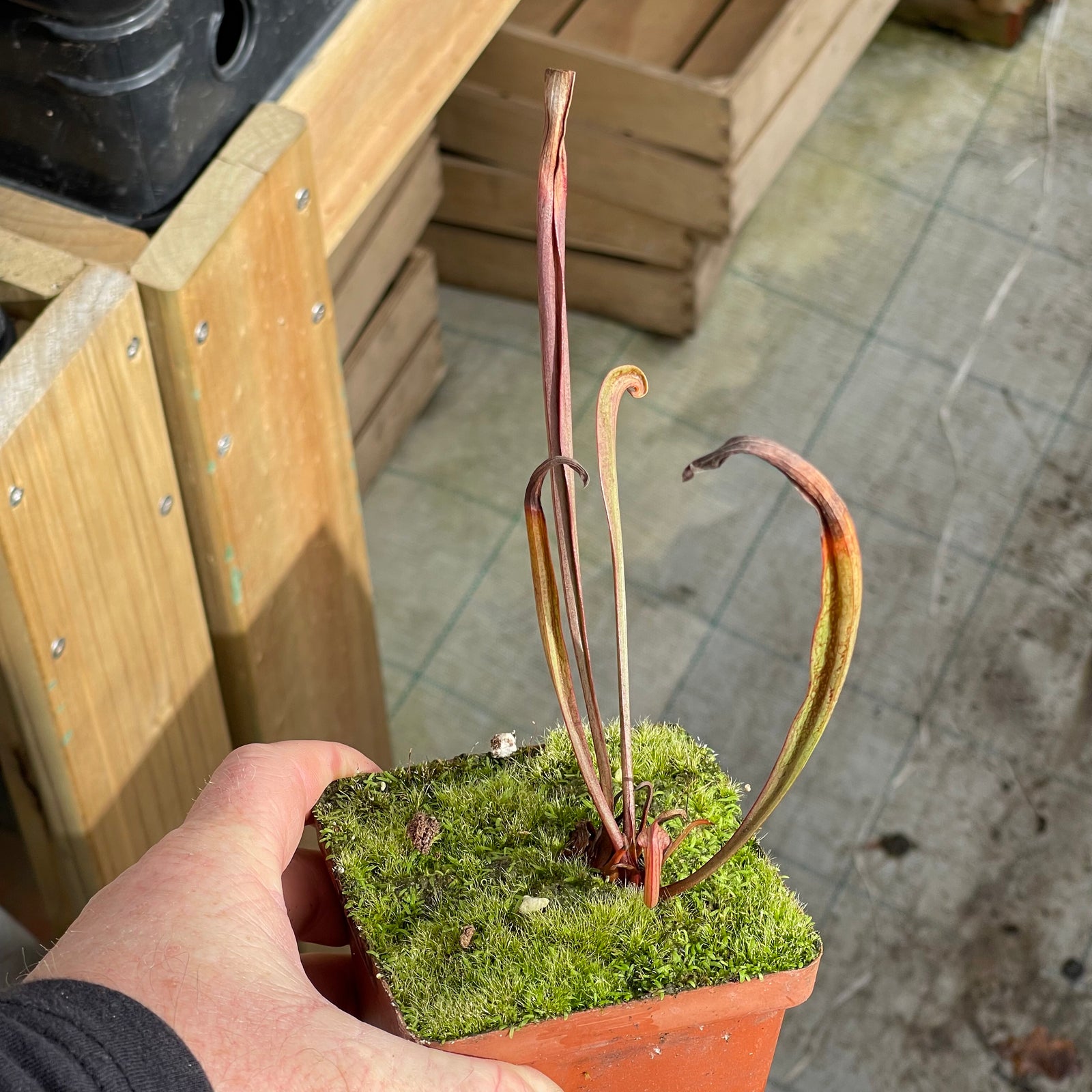 Trumpet Pitcher, Sarracenia “Cikizwa” -   - Carnivorous Plant