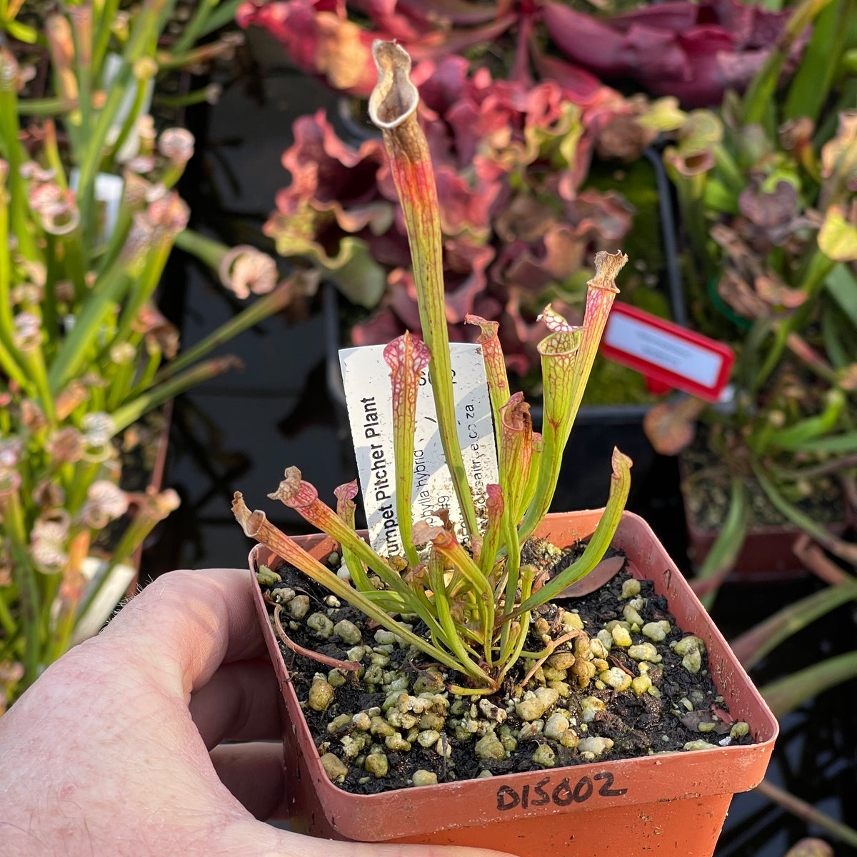 Trumpet Pitcher, Sarracenia 'Sl61 Cedric x Leucophylla hybrid HA20A #9.' Special Import. -   - Carnivorous Plant
